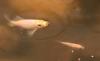 Fische