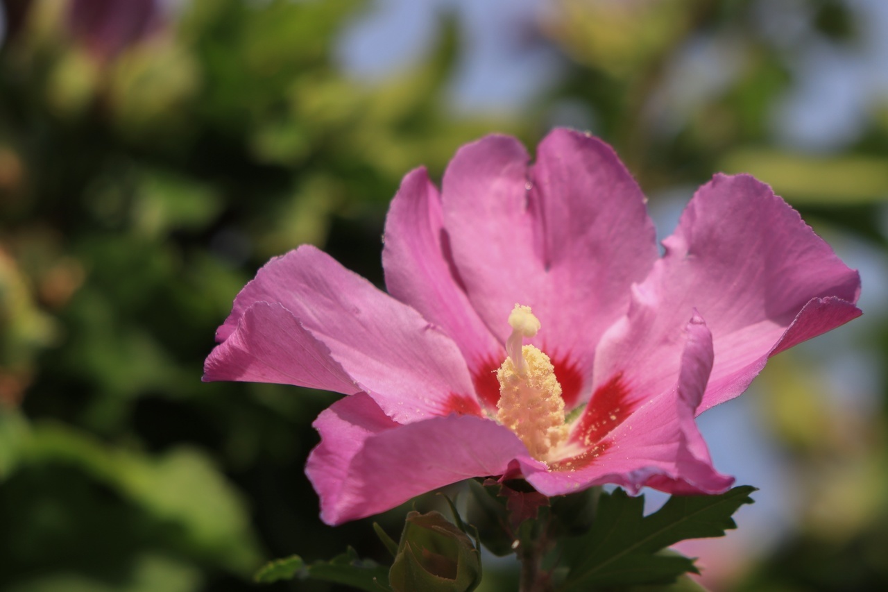 Hibiskus