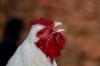 Huhn und Hahn