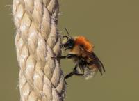 Bienchen und Hummeln