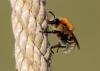 Bienen und Hummeln