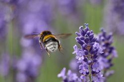 Biene Hummel