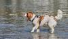 Hunde