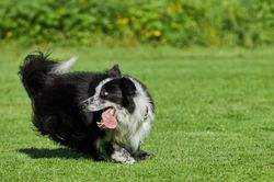 Hunde
