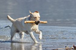 Hund