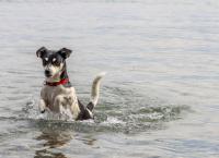 Hund