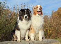 Hunde