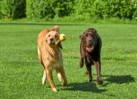 Hunde