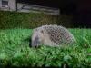 Igel