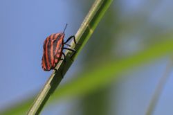 Käfer