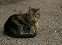 Katze
