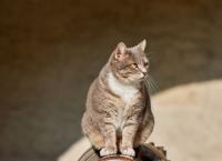 Katze