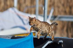 Katze