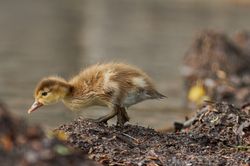 Tierkinder