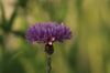 Kornblumen