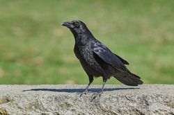 Raben Kr&auml;hen Dohlen