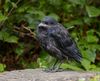 Tierkinder