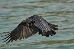 Raben und Kr&auml;hen