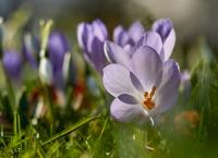 Krokus Blumen