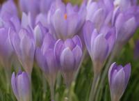 Krokus