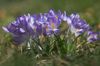 Krokus