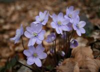 Leberblumen