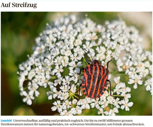 Leserbild Thuner Tagblatt und Berner Zeitung 15. Juni 2023