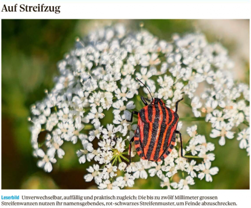 Leserbild Thuner Tagblatt und Berner Zeitung 15.Juni 2023