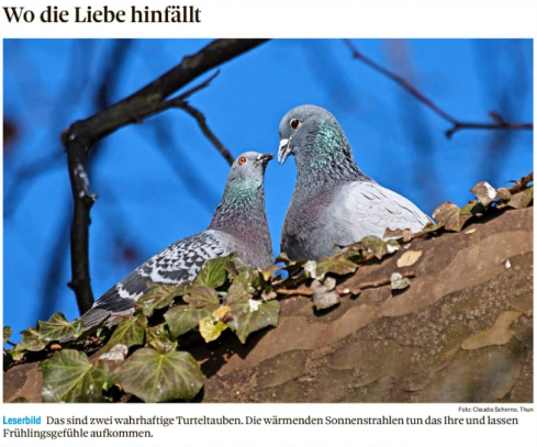 Leserbild Thuner Tagblatt und Berner Zeitung 15.Februar 2023