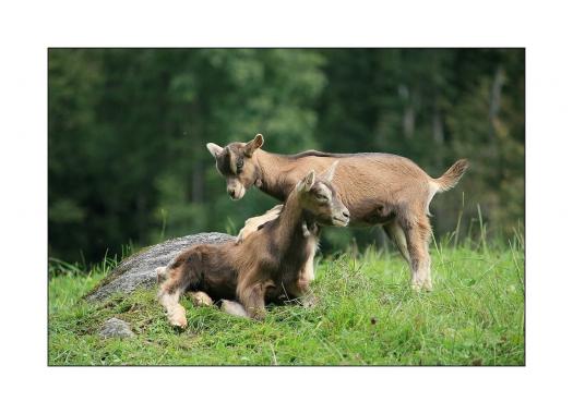 Leserbild Berner Zeitung und Thuner Tagblatt 16. September 2010