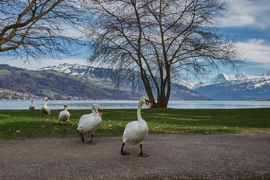 Leserbild Thuner Tagblatt und Berner Zeitung 18. März 2026