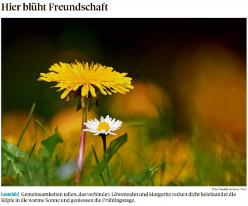 Leserbild Thuner Tagblatt und Berner Zeitung 27.April 2023