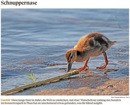 Leserbild Thuner Tagblatt und Berner Zeitung 3.Juni 2020