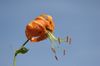 Lilien