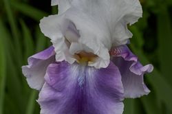 Lilien