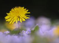 Löwenzahn Blumen
