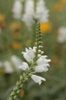 Lupine