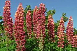 Lupinen