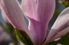 Magnolien