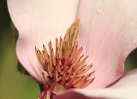 Magnolien