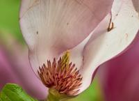 Magnolien