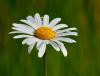 Margerithen und Gänseblümchen