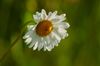 Margrithen