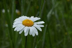 Margeriten