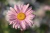 chrysanthemen