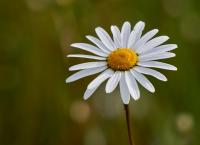 Margrithen Blumen