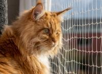 Katze