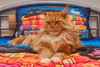 Katzen