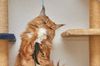Katze