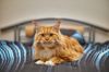 Katzen